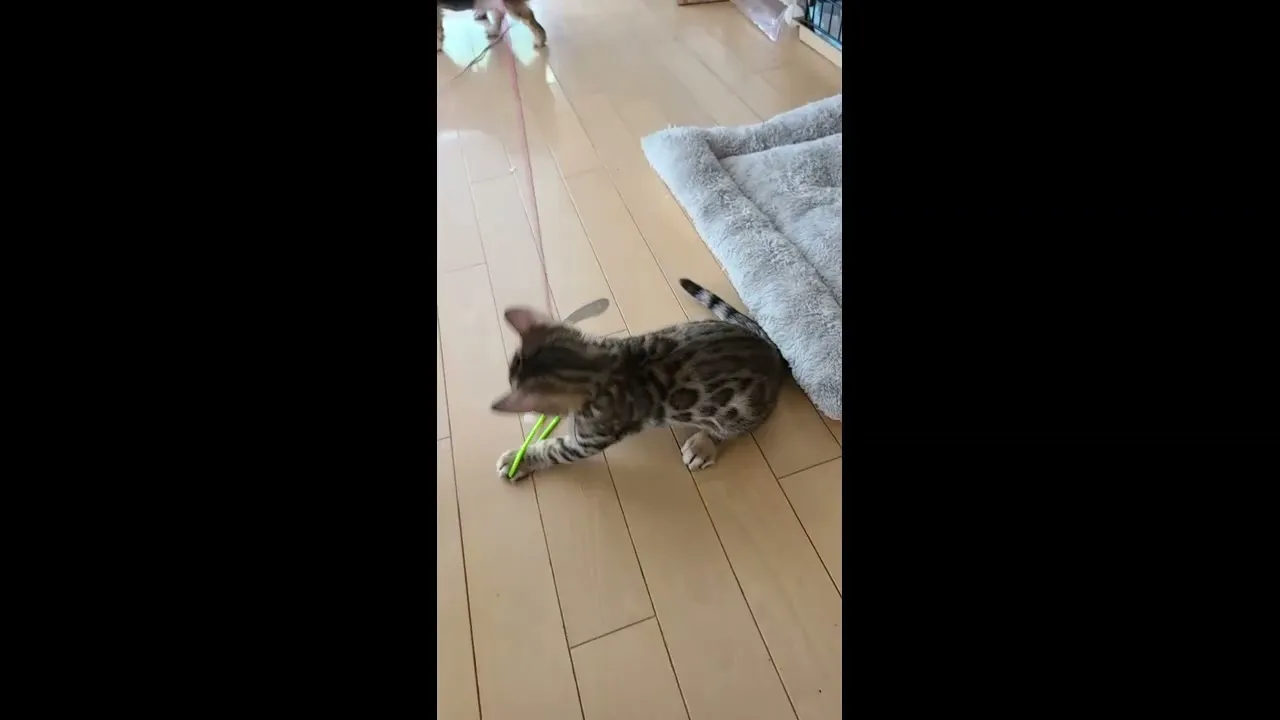 動画