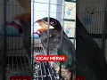 burung Tengkek Hijau buta gacor #tengkek #kicaumania #kicaumaniaindonesia