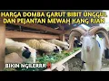 HARGA DOMBA GARUT BIBIT UNGGUL DAN PEJANTAN MEWAH DI KANDANG KANG RIAN