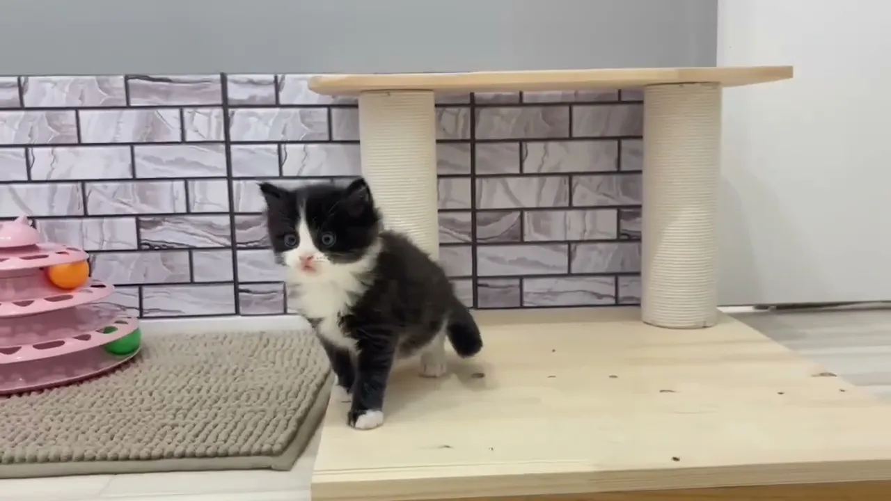 動画