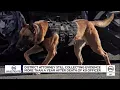 KSL Investigates Utah prison admits K-9 s death in hot car was preventable officer reassigned