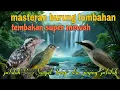 Download Lagu Tembakan super mewah 🔥 pelatuk Sampit brinji dan jinjing petulak 