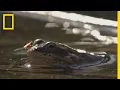 Frogs Come Alive After Winter Thaw | National Geographic