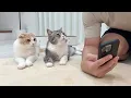 Download Lagu ネットショッピングしてたらおもちゃが欲しい猫たちが集まってきてこうなりましたw