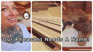 WHY Have a BIRD on the BOAT!? Naming Competition! Tender sole! Sailor Barry & Hailly Episode 21!