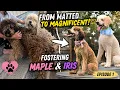 Two Forgotten Poodles One Incredible New Beginning Fostering Maple Iris Episode 1