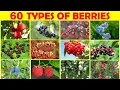 60 Different Kinds of Berries Different Types of berries with picture name English Vocabulary