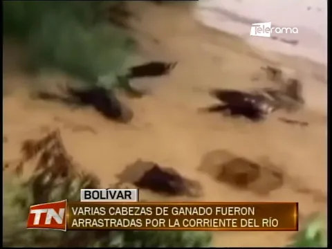 Varias cabezas de ganado fueron arrastradas por la corriente del río