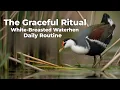 Download Lagu #waterhenstory #natureroutine #birdlife  The Graceful Ritual: White-Breasted Waterhen Daily Routine