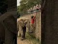 Download Lagu 소녀를 도와주는 코끼리!! #동물원 #도움 Elephant Helping Girl! #Zoo #Help