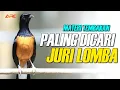 Lagu ISIAN MURAI BATU PALING DICARI JURI SAAT LOMBA