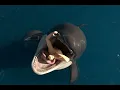 Download Lagu Maneater Orca