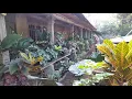 Download Lagu VIRAL di KOTA WONOGIRI.. RUMAH KHAS JAWA PUL TANHIAS MUMBYUK² TERTATA.. SATU²NYA RUMAH DI KEPUHSARI🏡
