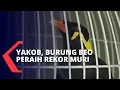 Download Lagu Pintar Bicara dalam 6 Bahasa, Burung Beo Ini Dapat Rekor MURI!