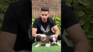رأيكم في الجراوي سانت برنارد أصحابي  رأيكم في الجراوي سانت برنارد أصحابي