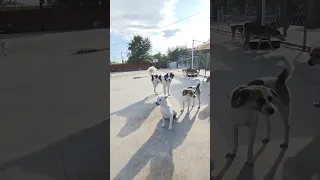 Dabidou Was Like A Tough Nut To Crack One Ear Surrounded Dabidou And Challenged Him Kingcharles 