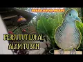 Download Lagu Suara Perkutut Lokal Tuban