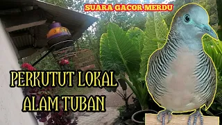 suara perkutut lokal tuban