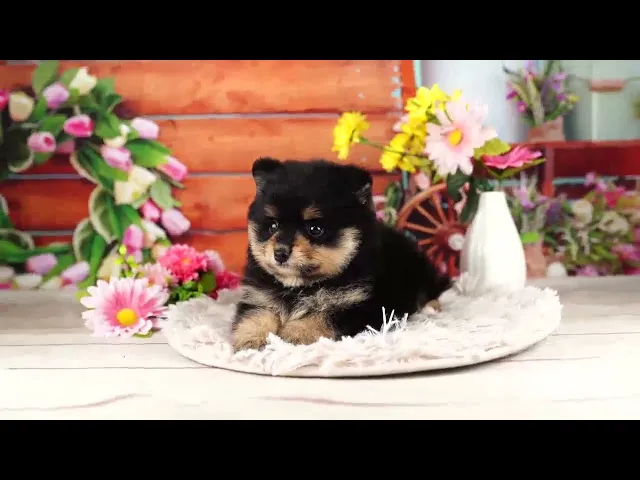 動画