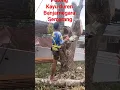 Download Lagu potong kayu duren Bajarnegara#tebang_pohon#mesin#stihl#070#jawatengah#indonesia#fypyoutube#fypシ