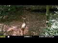 Public Land Lone Wolf Assault Modification