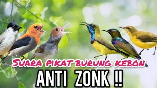suara pikat burung kebon ribut anti zonk
