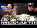Looking for the perfect Valentine s Day treat Try some Maryland oysters