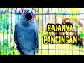 Lagu Srigunting abu abu gacor AMPUH buat PANCINGAN srigunting abu biar bunyi | burung srigunting gacor