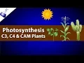 Photosynthesis Comparing C3 C4 and CAM