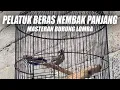 Download Lagu MASTERAN PELATUK BERAS NEMBAK PANJANG | SUARA PELATUK SAMPIT GACOR SPEED RAPAT DURASI PANJANG