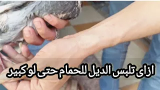 طريقه تلبيس الحمام الزاجل الدبله وهو كبير دندنها