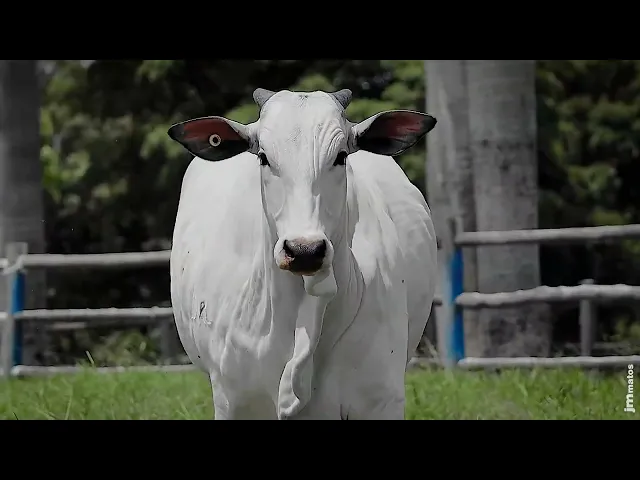 Novilha Nelore SGN - 2605