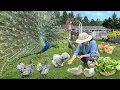 Download Lagu Finding Joy in Simple Things 🌿 A Peaceful Day with Organic Gardens, Beloved Pets \u0026 Nourishing Meals