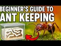 How to Start an Ant Colony at Home Beginner s Full Guide - No Experience Needed