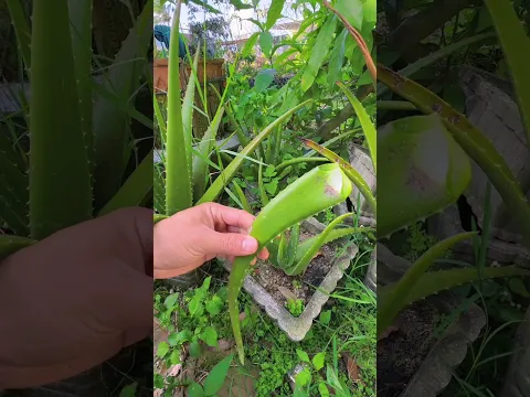 Growing aloe vera in pots