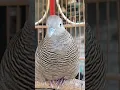 Download Lagu Burung tekukur lokal punya suara topcer yang jernih untuk umpan yang langsung bereaksi #shorts