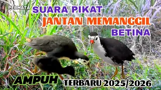 suara pikat burung ruak ruak jantan memanggil betina super ampuh terbaru 2025 2026