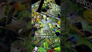 mp3 ampuh buat semua burung 
