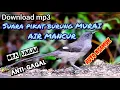 Download Lagu download suara PIKAT MURAI AIR MANCUR ora umum bikin burung liar NGAMUK dan KUMPUL