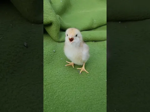 Suara ayam dan bebek #comedy