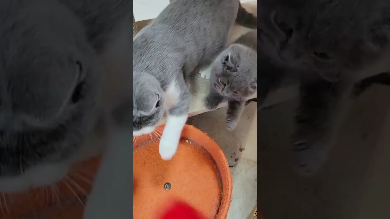 動画