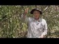 THE WILLOW TREE and its many uses