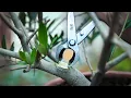 Olive bonsai tree from nursery stock - step 1