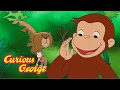 Download Lagu The Monkey and the Whistlepig 🐵 Curious George 🐵 Kids Cartoon 🐵 Kids Movies