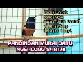 NGEPLONG SANTAI, cocok buat pancingan murai batu trotol yang lagi belajar ngoceh, moga manfaat