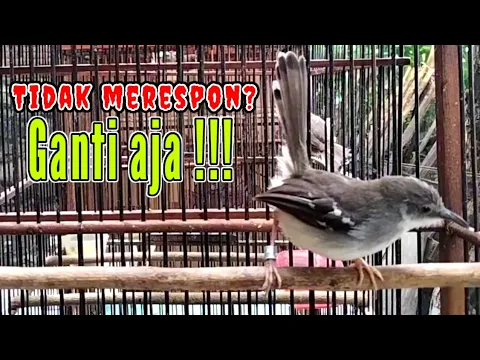 Download MP3 Suara ciblek untuk terapi semua jenis ciblek macet|| pancingan ciblek semi agar bunyi