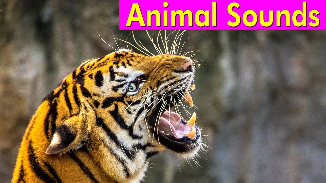 20 Wild Animals - Animal Sounds for Kids to Learn