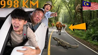 我和爸妈开了998公里的车，结果意外还是发生了...【Roadtrip 公路旅行】