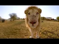 Lagu Surrounded by White Lions - 4K 360° VR