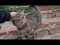 Incredibly Cute Tabby Cat